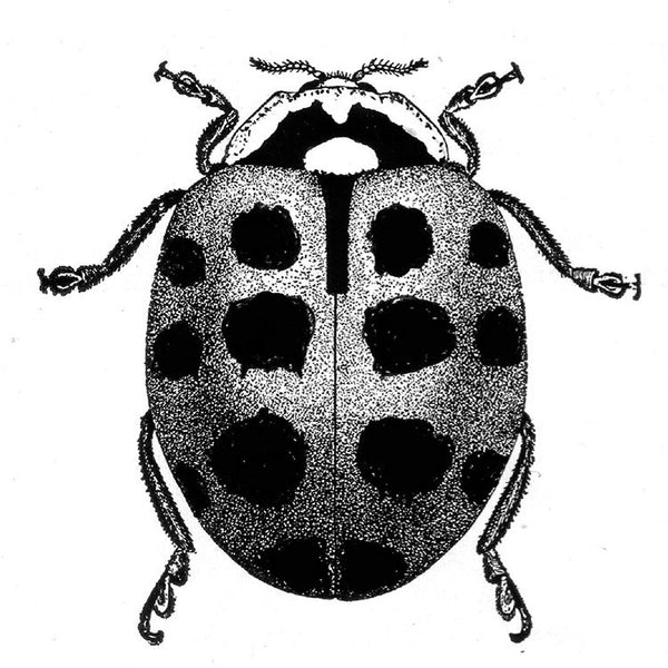 Asian Lady Beetles Pf Harris