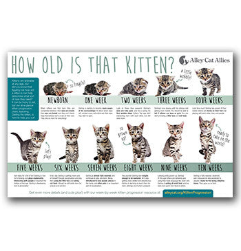 Kitten Guide How Old Is That Kitten Alley Cat Allies Guidelines