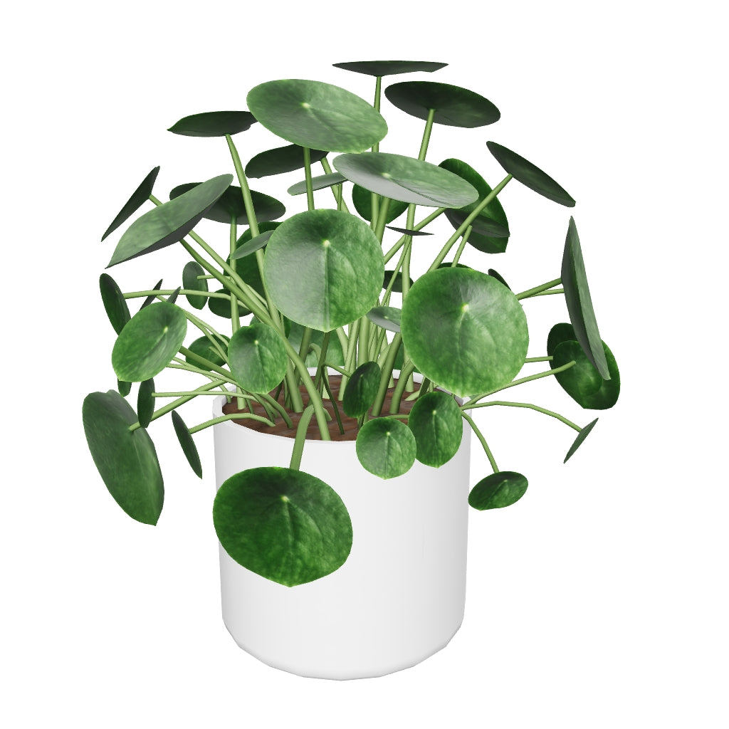 Ufopflanze Pilea Pflege Und Arten Pflanzenlexikon Feey Gmbh