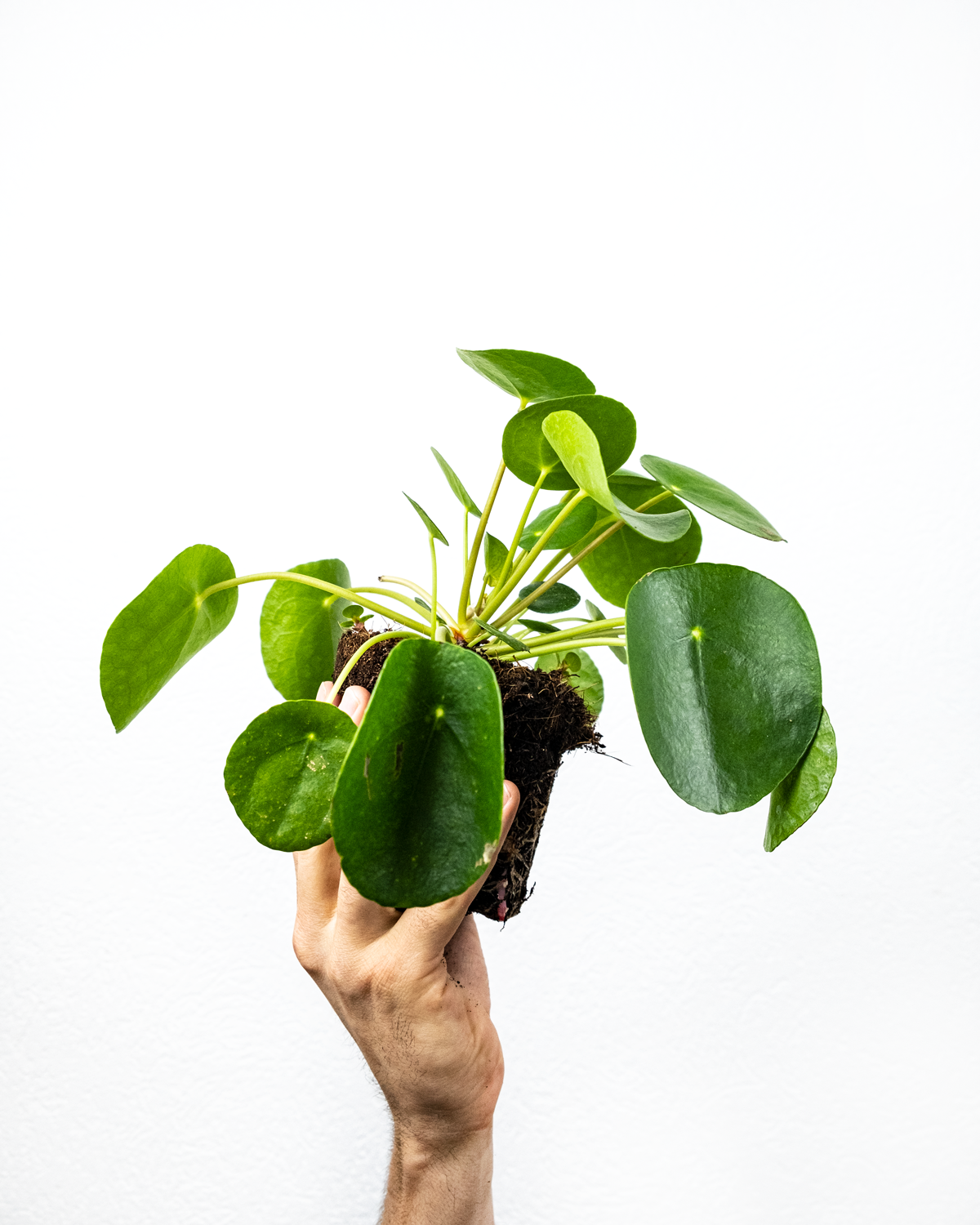 Ufopflanze Pilea Pflege Und Arten Pflanzenlexikon Feey Gmbh