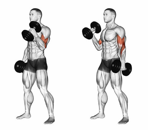 Extreme Back And Bicep Workout For Muscle Mass Hugesupplements