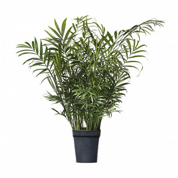 Pianta Di Chamaedorea Elegans Pianta Della Fortuna Vaso 19 Online Coltivia