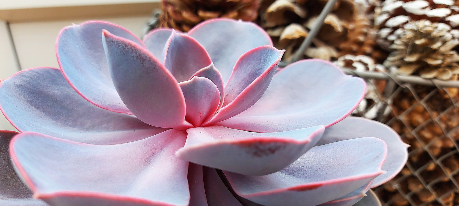 How To Care For And Propagate Your Echeveria Plant Talking Of Plants