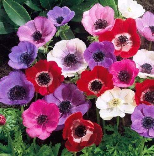 50 Anemone Bulbs Mixed Colors Of Pink Purple White Fushia And Red Gardenerstar