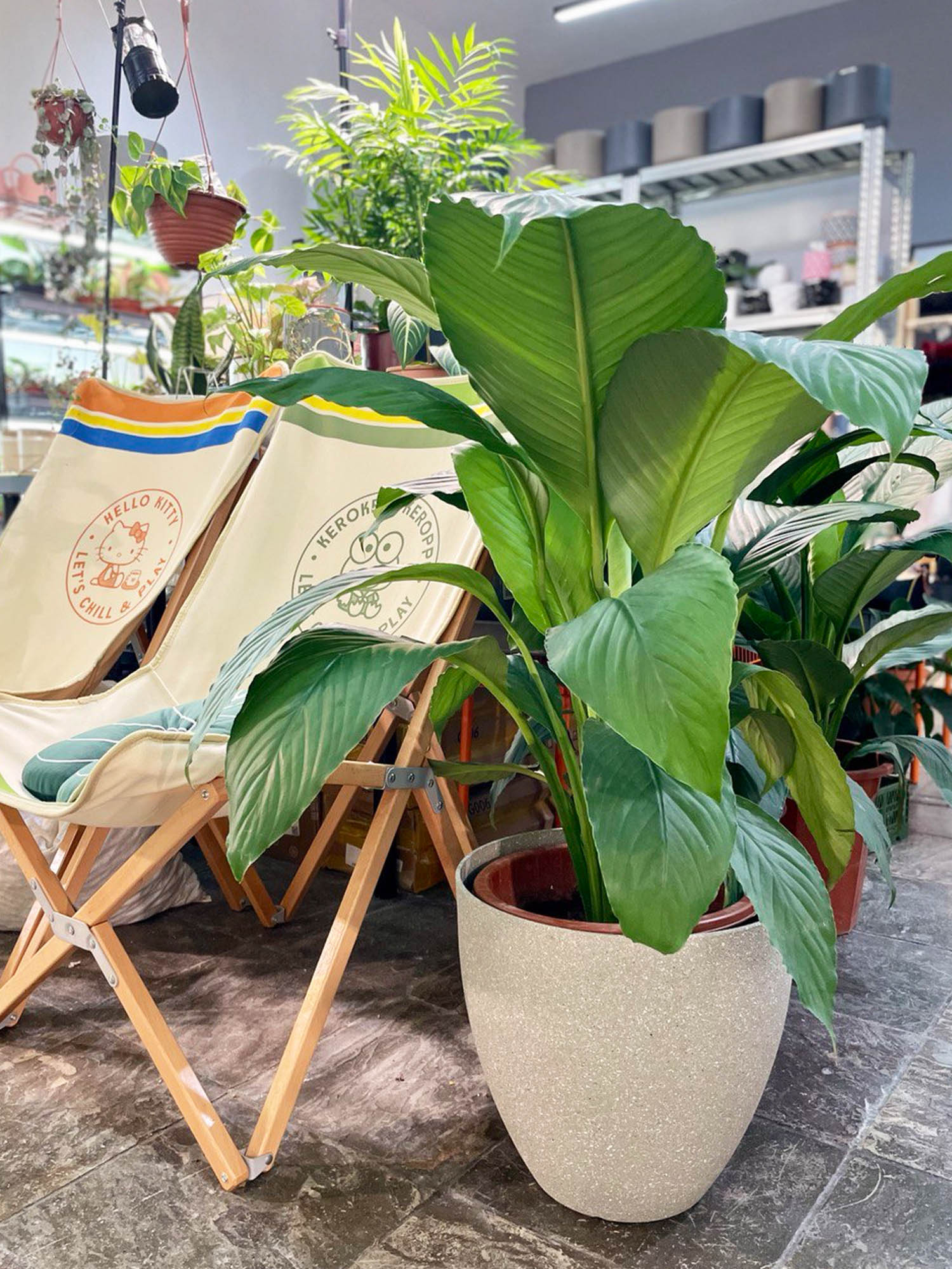 Peace Lily Sensation Online Plant Shop Rooted Singapore Rooted Sg