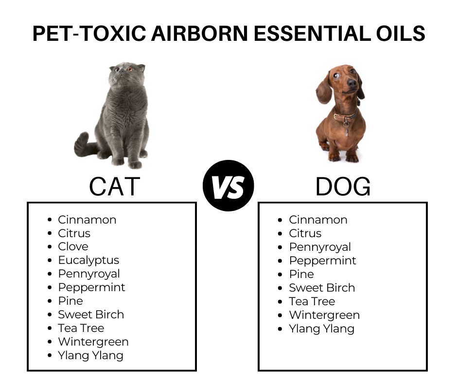 Blog Post What Candles And Essential Oils Are Safe For Pets