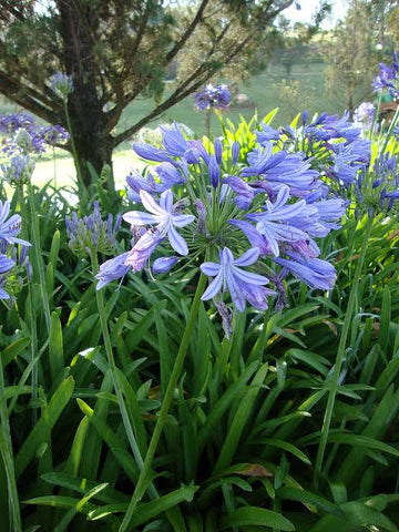 How To Plant Agapanthus And Agapanthus Care Urban Plants Urban Plants