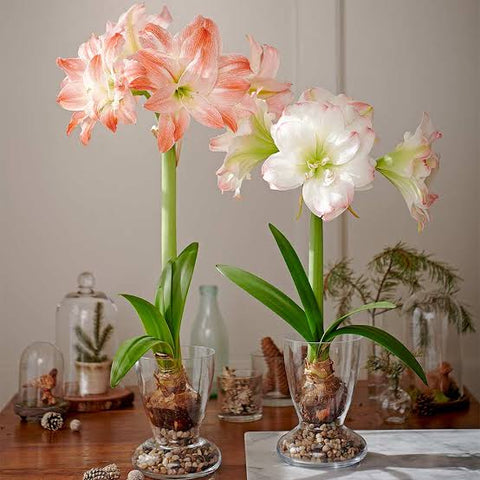 How To Grow And Care For Amaryllis Plant Urban Plants Urban Plants