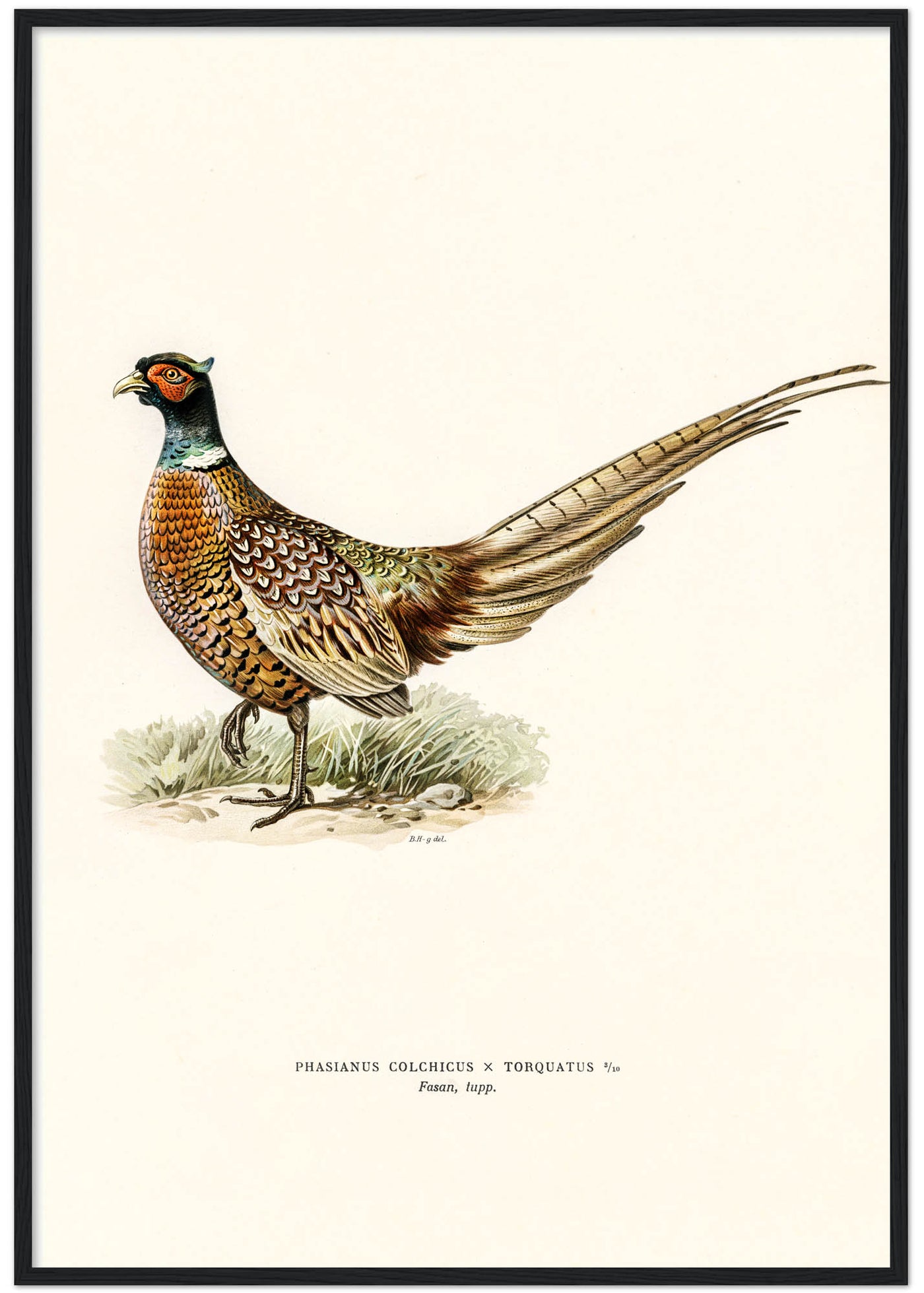 Fasantupp Fagelplansch Butik Svenska Faglar Storst Pa Svenska Fagelmotiv Svenska Faglar