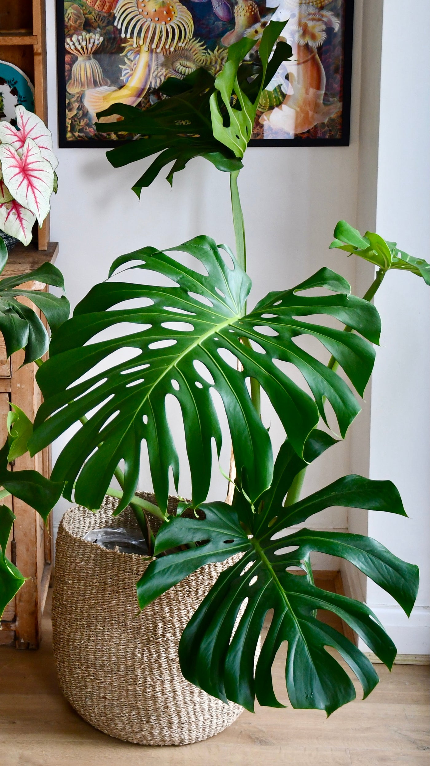 Xl Monstera Deliciosa Large Form Leaf Happy Houseplants Happy Houseplants