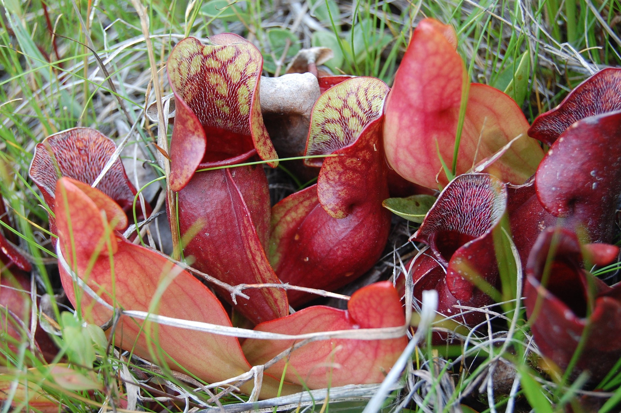 Sarracenia Purpurea Purple Pitcher Plant Carnivorous Plant 10 Se Idseeds Farm