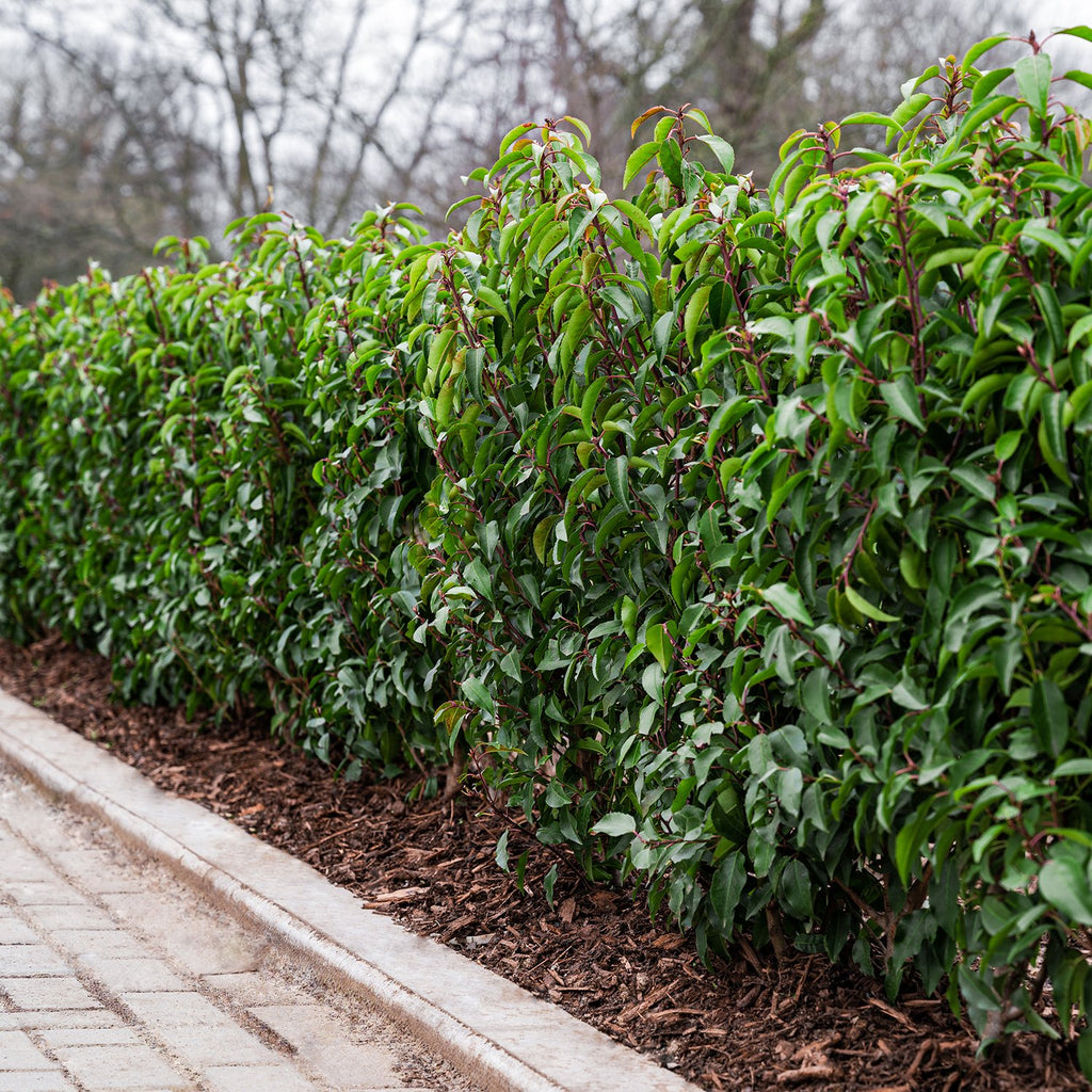 Root Ball Portuguese Laurel Hedging Glenmore Hedging
