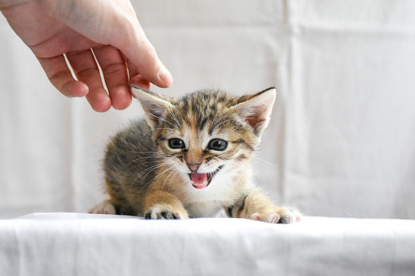 How Long Do Kittens Sleep Scrumbles Natural Pet Food