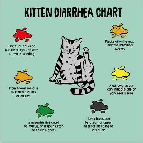 Kitten Diarrhea Causes And How To Stop It Scrumbles Natural Pet Food