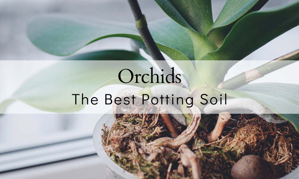 Potting Mix For Orchids Here S What You Need The Farmers Cupboard