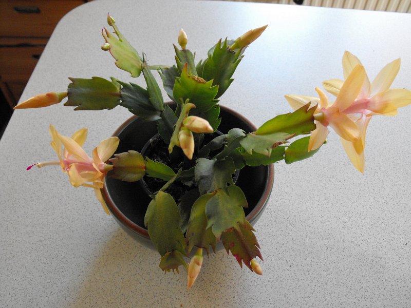 Yellow Christmas Cactus Pela Earth