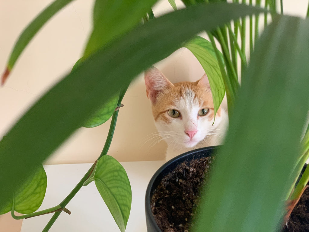 Is Christmas Cactus Poisonous To Cats Pela Earth