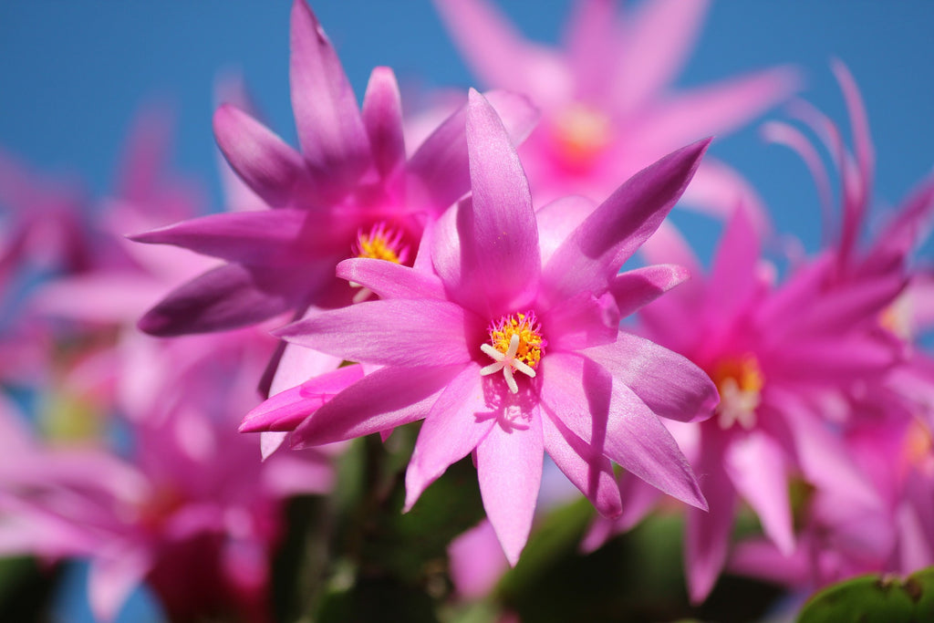 Is Christmas Cactus Poisonous To Cats Pela Earth