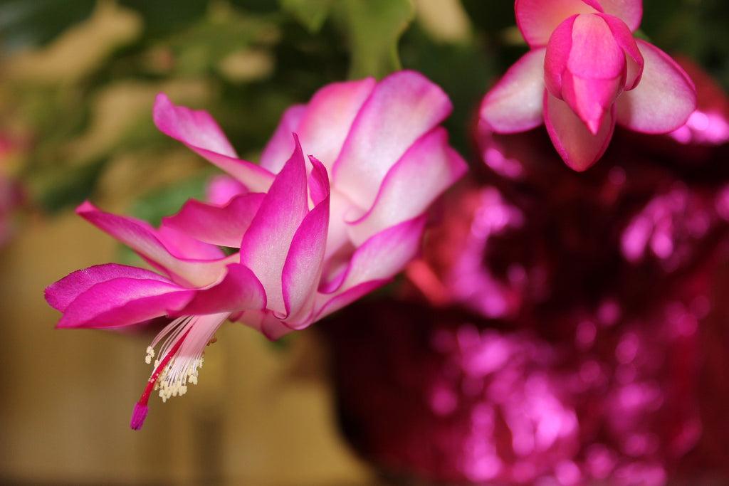 Is Christmas Cactus Poisonous To Cats Pela Earth