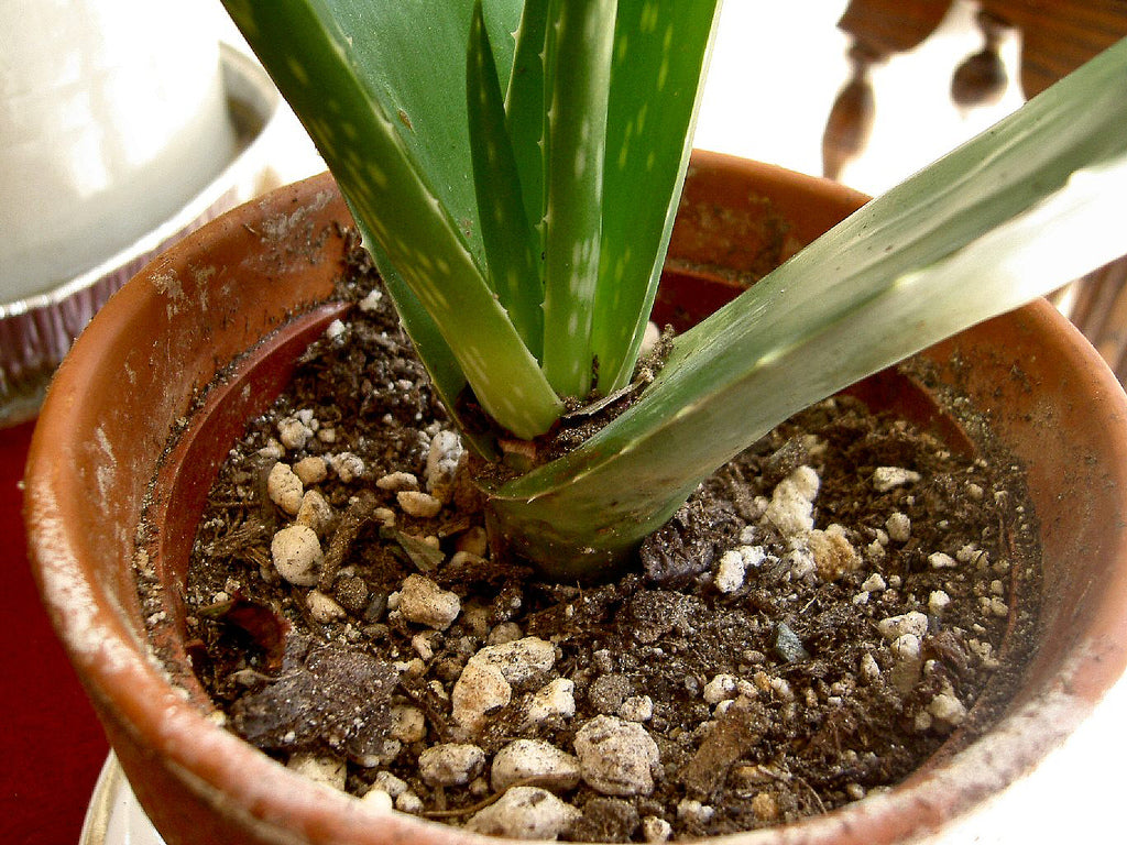 White Mold Growing On Soil Now What Do You Do Pela Earth