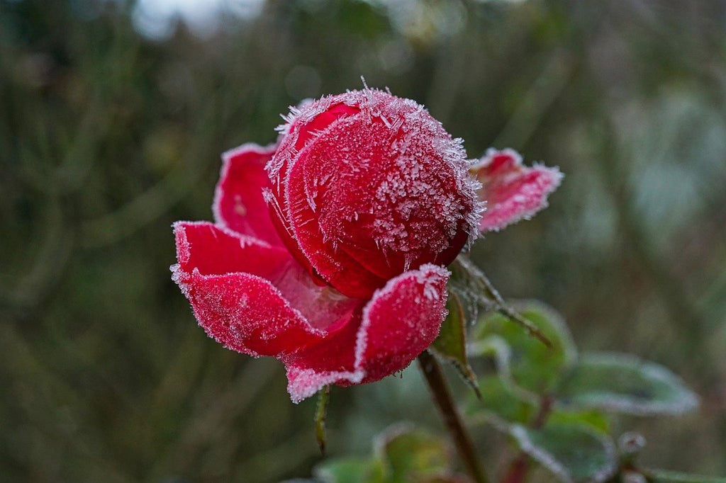 When Is The Best Time To Plant Roses Pela Earth