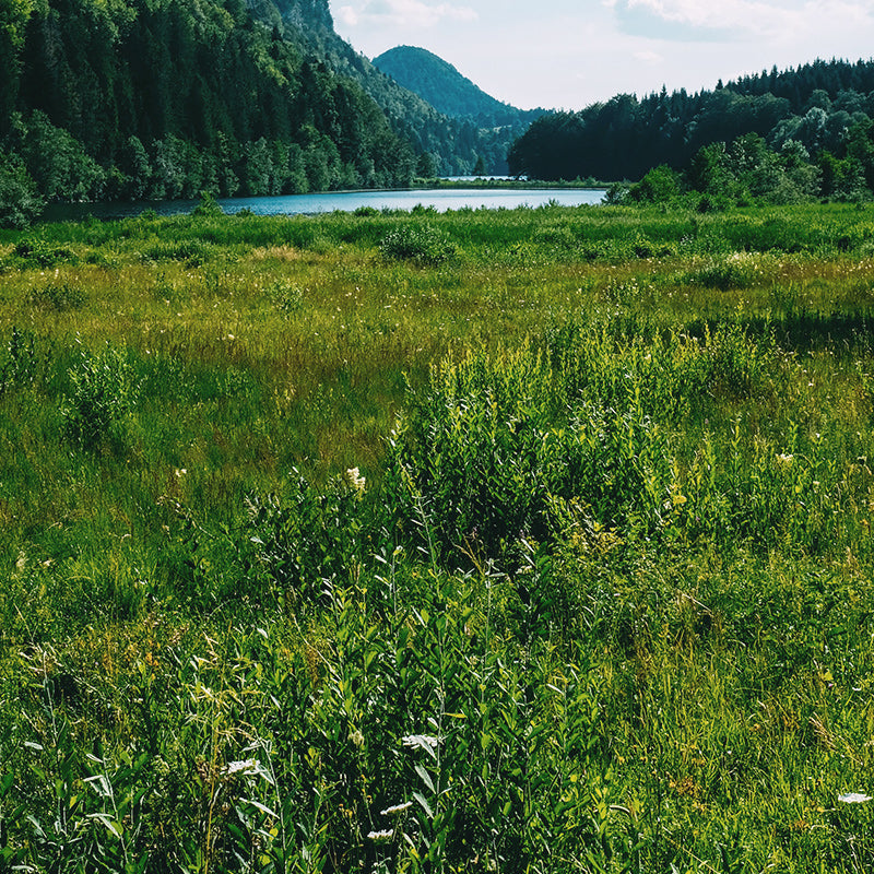 Ivisons Premium Hard Wearing Grass Seed Growntobewild