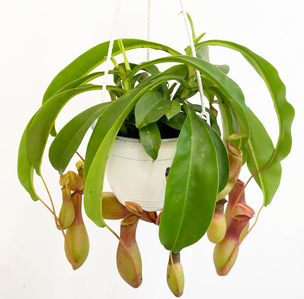 Pitcher Plant Nepenthes X Ventrata The Plant Lady Sf