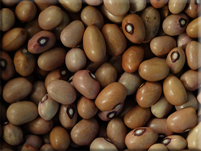Fisher Bean Seed From Heritage Harvest Seed
