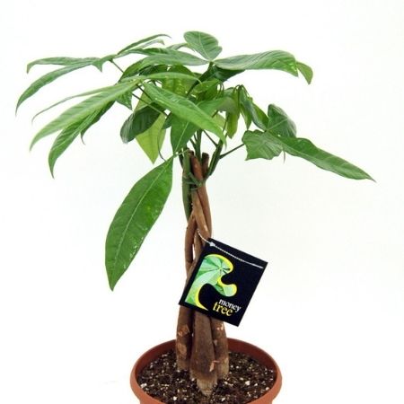 Money Tree Malabar Chestnut Saba Nut Pachira Plant Care