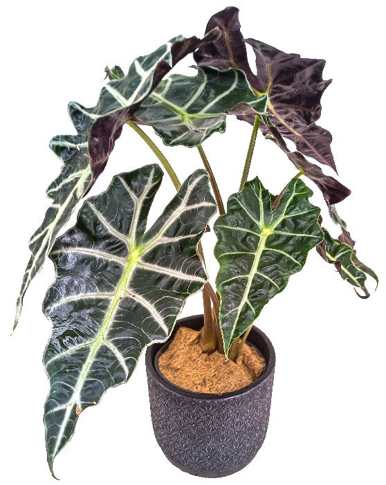 Alocasia African Mask Polly Amazonica