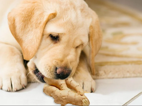 Car Sickness In Dogs Causes Treatment From Experts Dry Paws