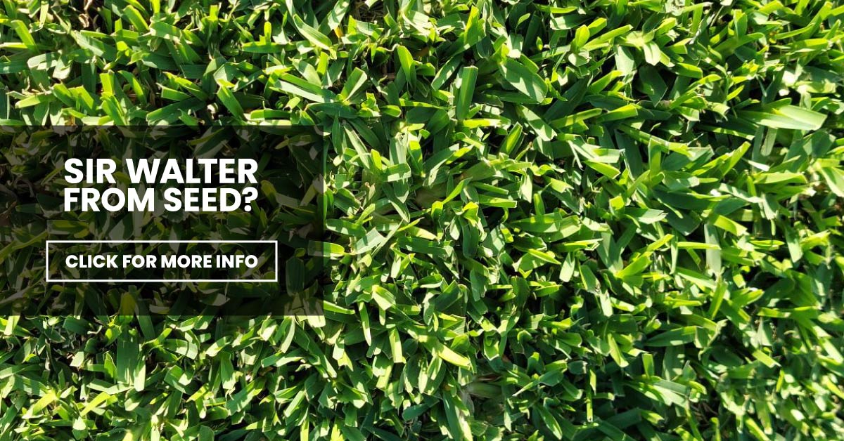 Can You Grow Sir Walter Dna Certified From Seed Jimboomba Turf Group