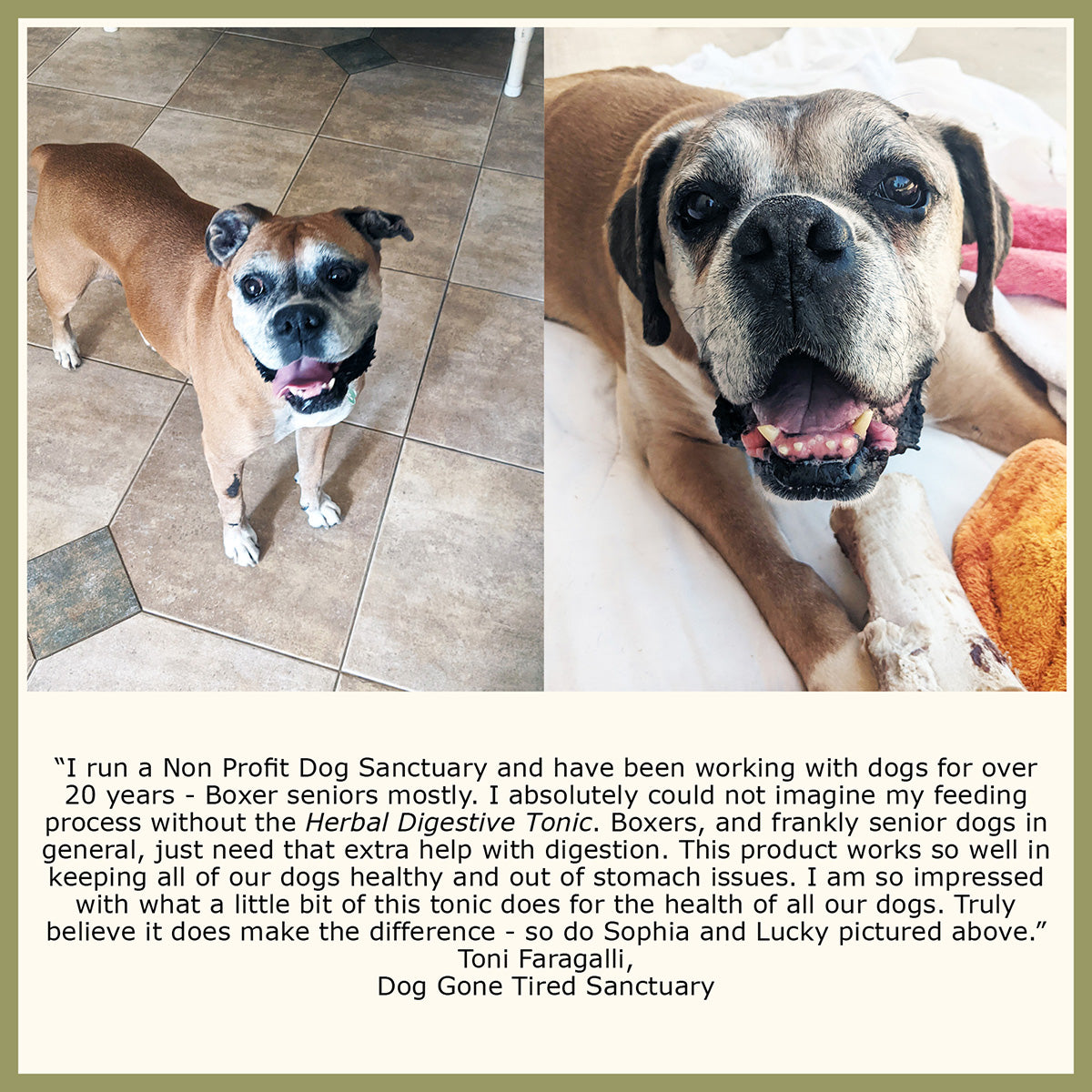 Herbal Dog Digestive Tonic For Gas Or Upset The Pet Health And Nutrition Center