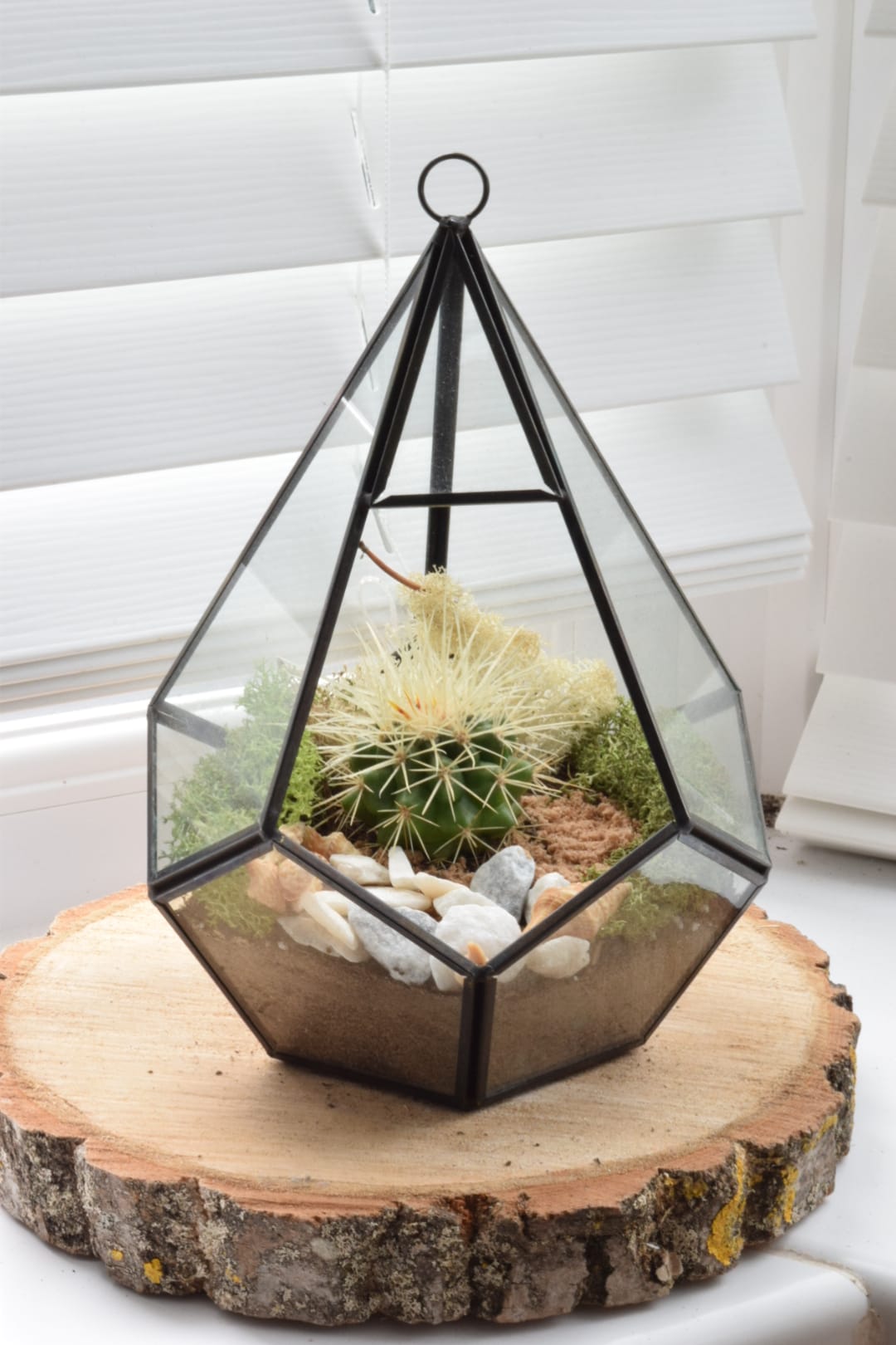 Geometric Terrarium Kit With Succulent Or Cactus Lantern Plant Ter 503 Boutique