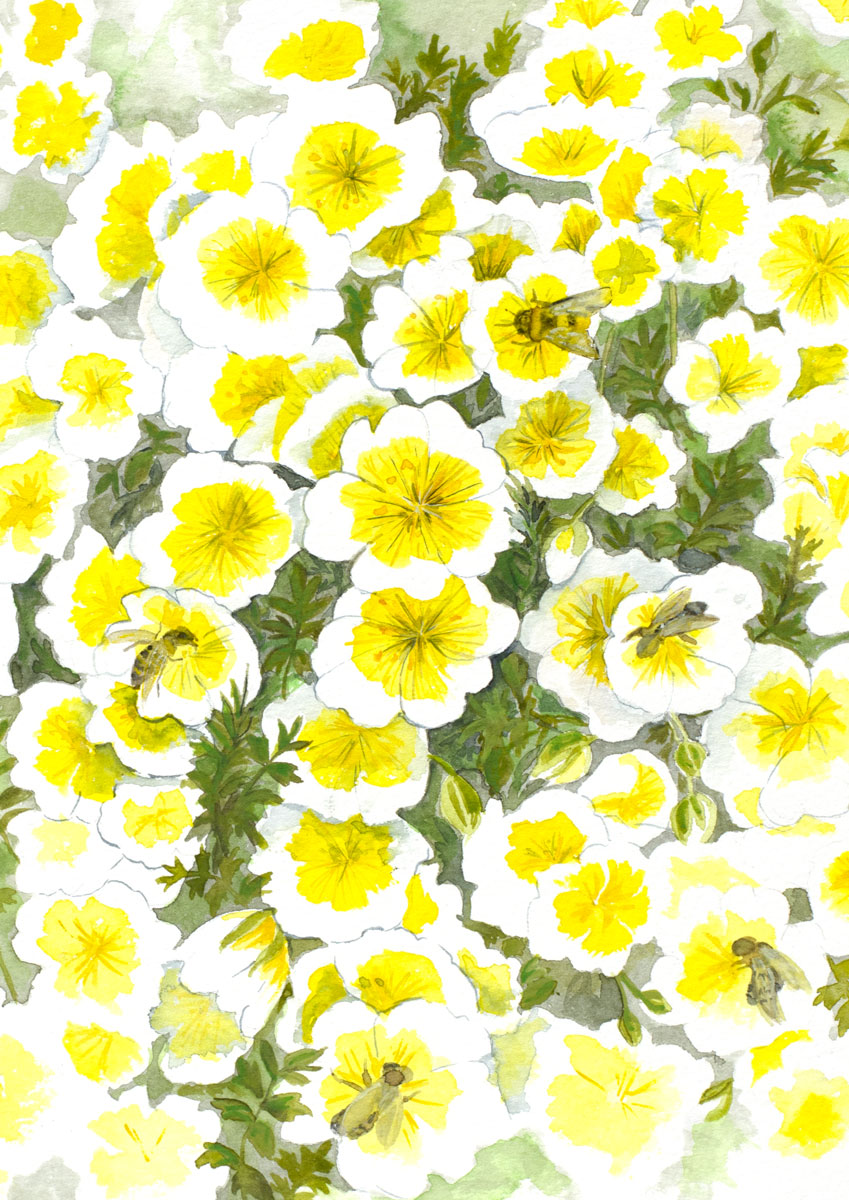 Poached Egg Plant Lucy Erridge Art