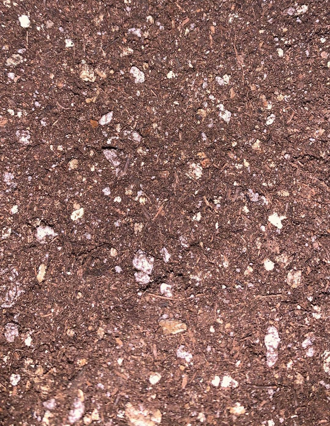 Plantzilla Organic Carnivorous Plant Soil Mix 1 Gallon 4 Dry Quarts Myplantzilla