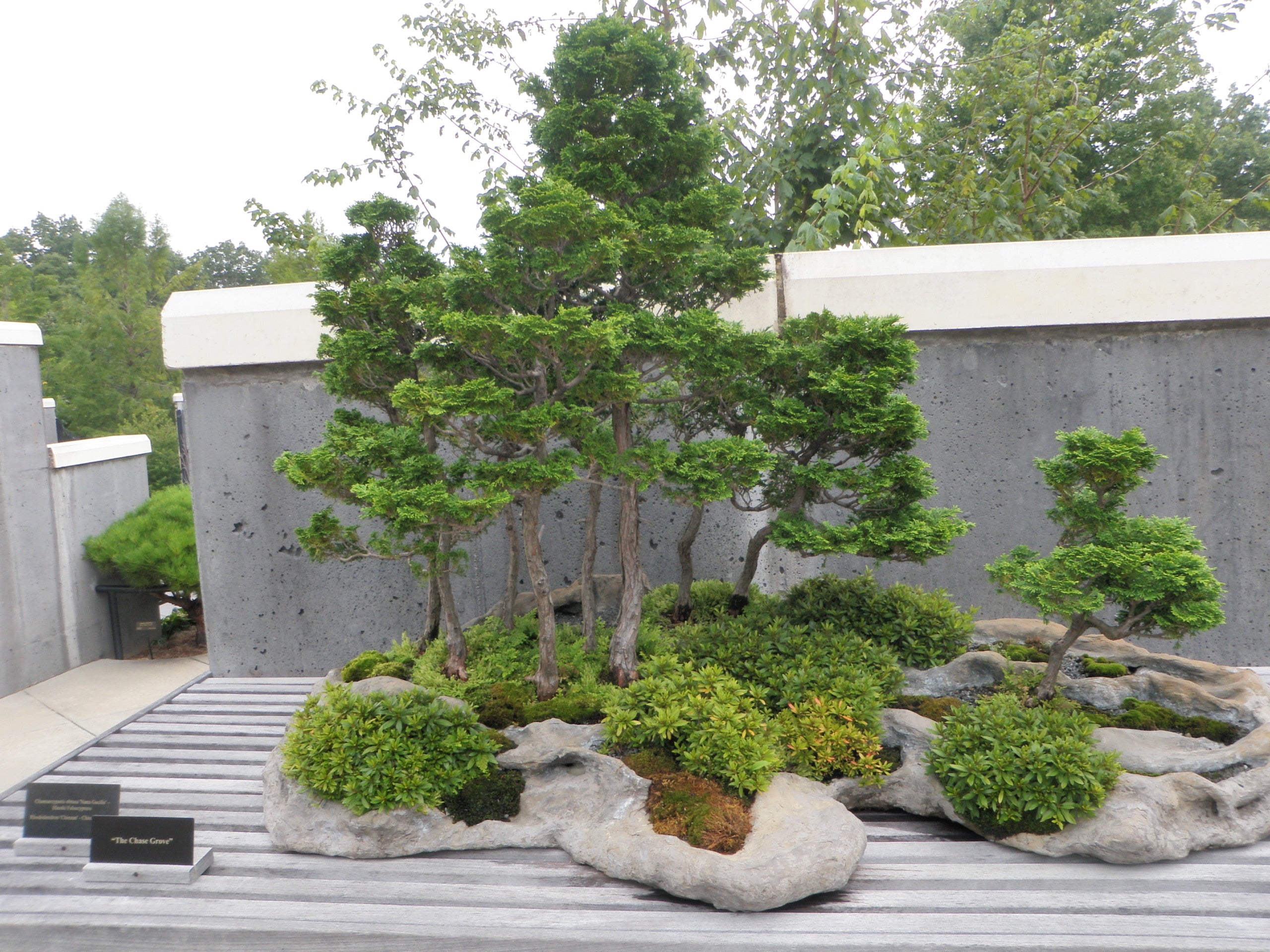 Bonsai Grow Guide How To Grow A Bonsai Tree Perfect Plants Perfect Plants Nursery