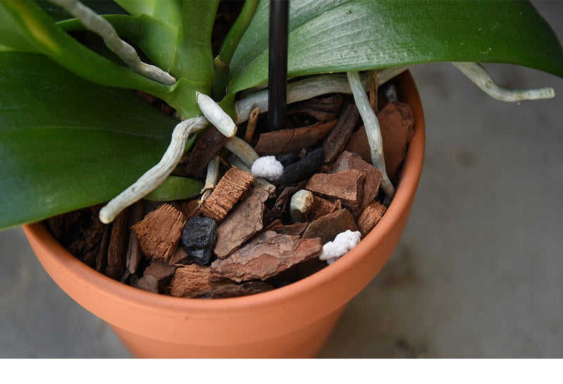 Organic Orchid Potting Mix For All Orchid Types Perfect Plants Perfect Plants Nursery