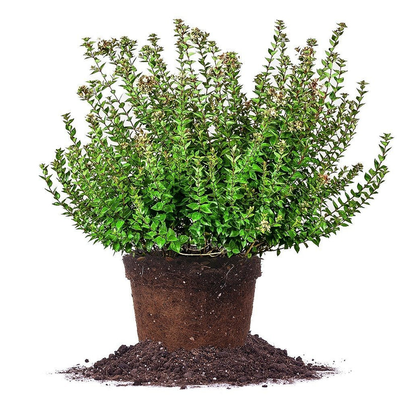 Rose Creek Abelia Plant For Sale Buy Shrubs Online Perfect Plants Perfect Plants Nursery