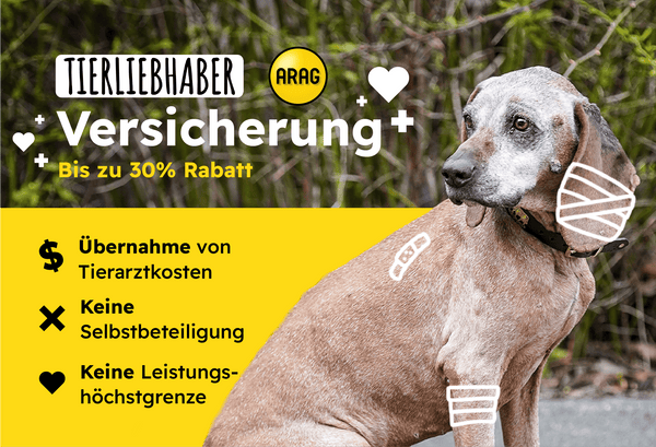 Warum Zittert Mein Hund Mogliche Ursachen Tierliebhaber