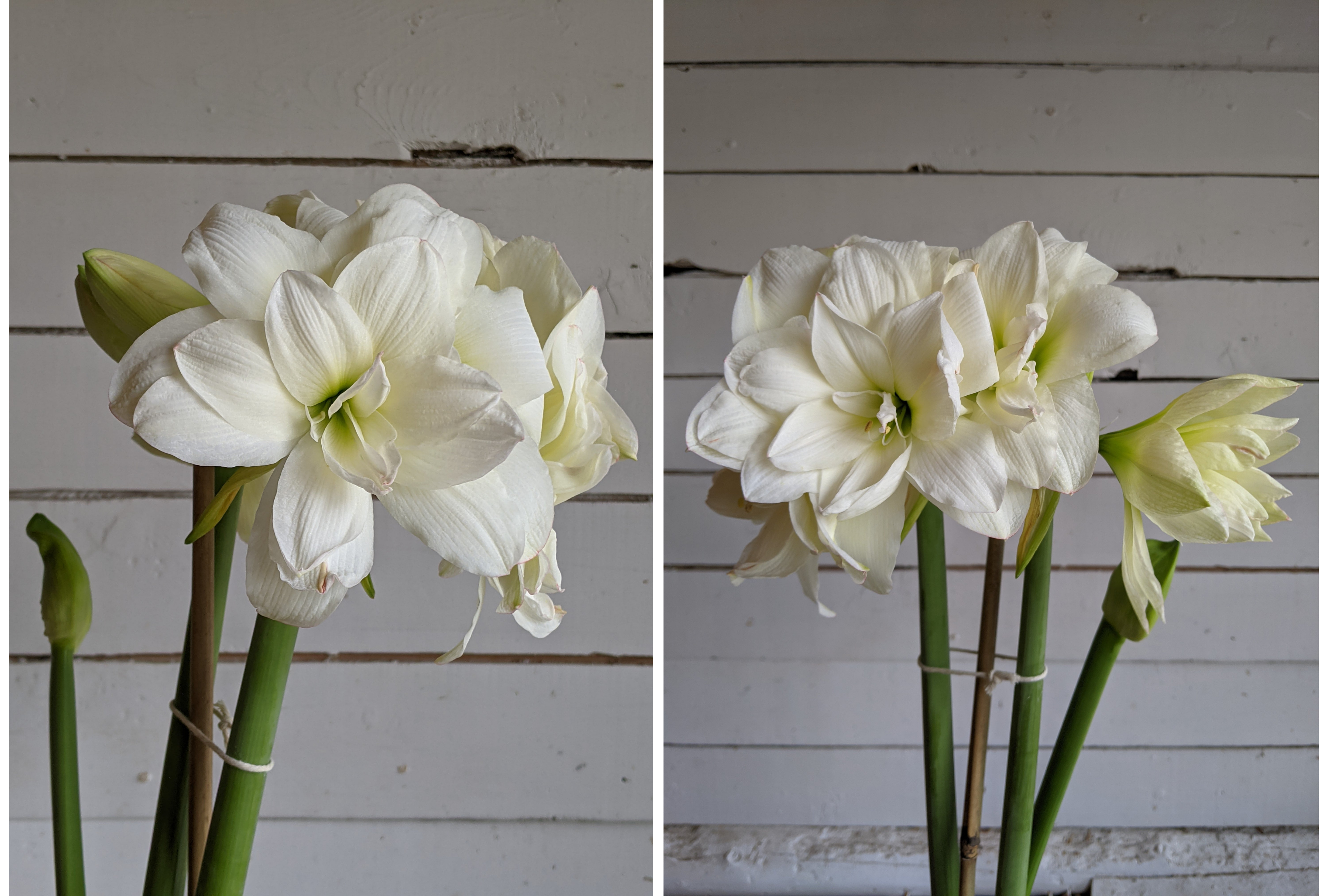 Tout Savoir Sur Les Amaryllis En Pot Floramama