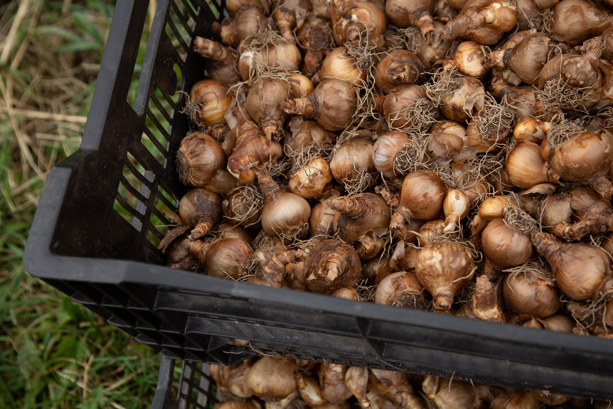Quand Et Comment Planter Des Bulbes De Tulipes Floramama