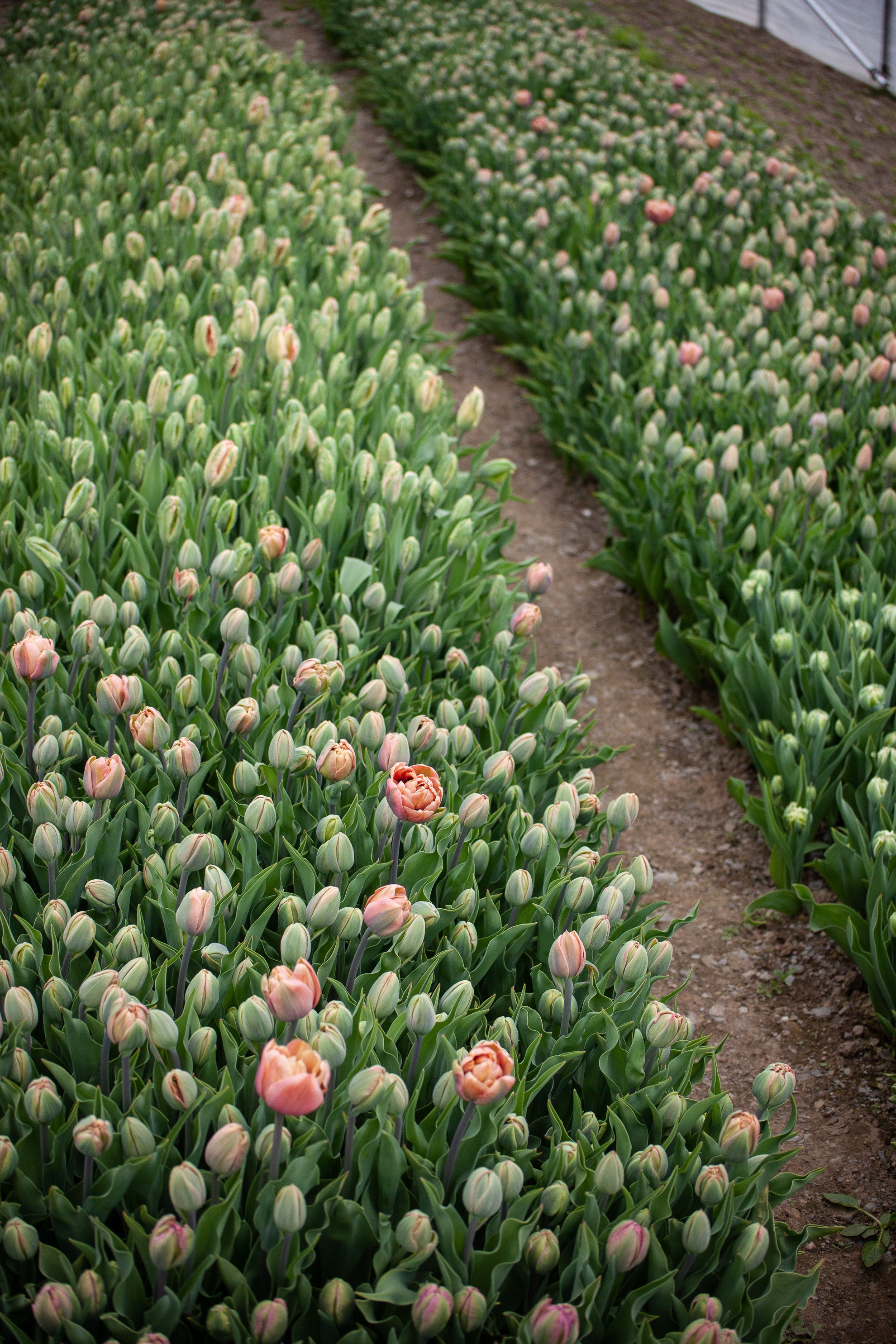 Quand Et Comment Planter Des Bulbes De Tulipes Floramama