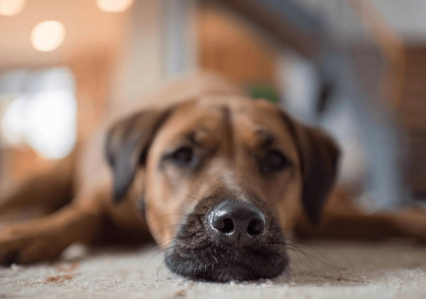 Har Min Hund Dalig Andedrakt Petgood