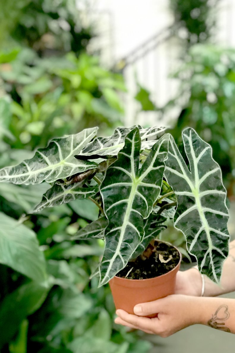 Alocasia Amazonica Polly African Mask Bunk Ass Plants