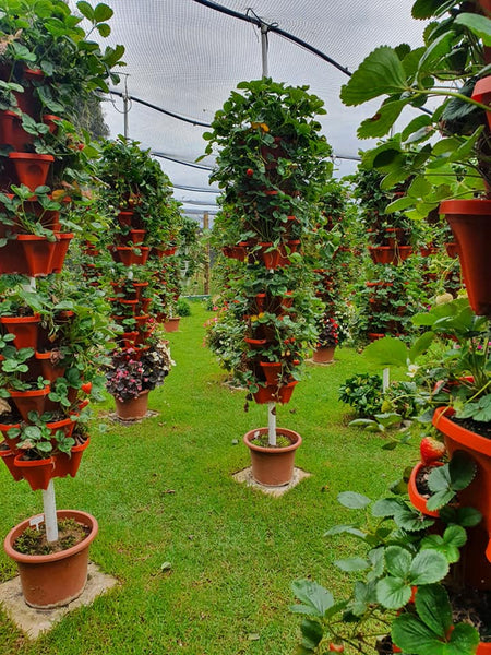 Hydroponic Vertical Garden Tower Garden Verti Gro Australia