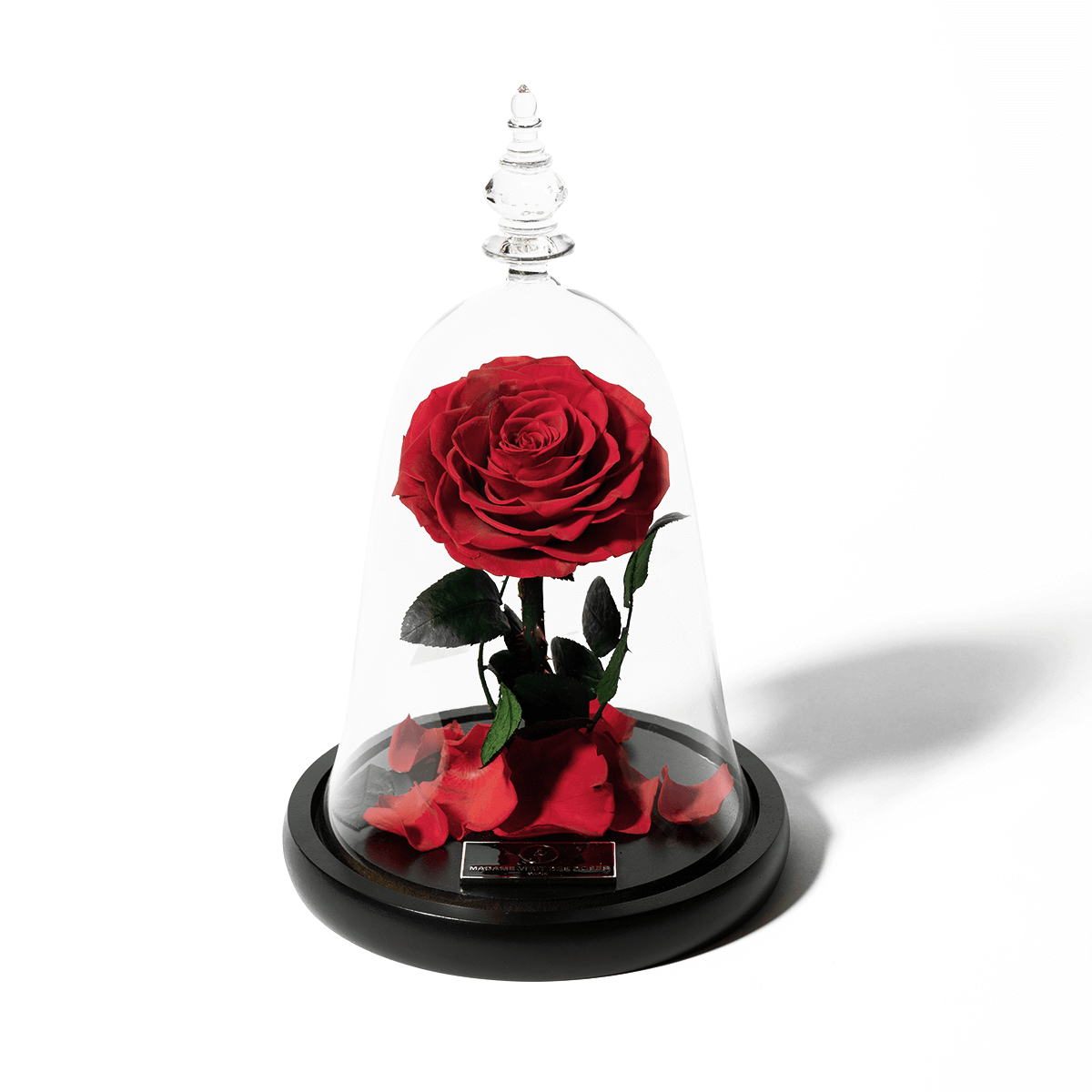 Rose Eternelle Sous Cloche Madame Veut Des Roses