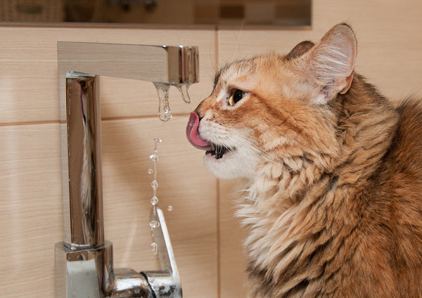 when do male cats start to spray