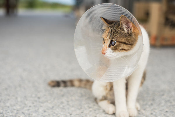 Do Neutered Cats Spray Animal Hearted Blog Animal Hearted Apparel