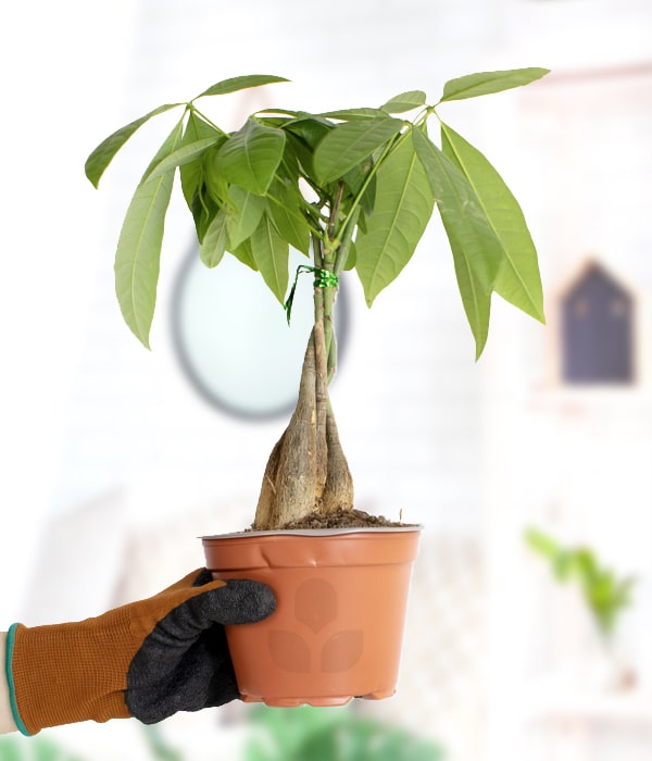 Pachira Aquatica Money Tree Care Tips Nabteh Com